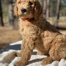 Goldendoodle Puppies from Willow Tree Goldendoodles