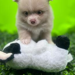 Boy 1 - Lavender male Pomeranian puppy in Brentwood, California from Royalpawpoms