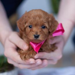 Goldendoodles from Utah Mini Doodles