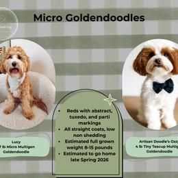 Upcoming Goldendoodle Litter - Red  male Goldendoodle puppy in Layton, Utah from Gracious Doodle Dogs