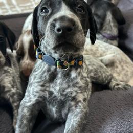 Orange Boy - Black roan male German Shorthaired Pointer puppy in Dearborn, Missouri from Hardwood Kennels