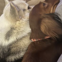 Dachshunds and Pembroke Welsh Corgis from Polly’s Farm
