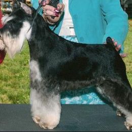 Miniature Schnauzer All Grown Up from Kathy Rager's Miniature Schnauzers