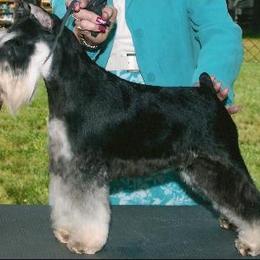 Miniature Schnauzer All Grown Up from Kathy Rager's Miniature Schnauzers