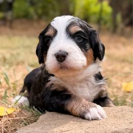 May - Tri-color female Bernedoodle puppy in Sandy, Oregon from MC Doodles