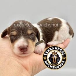 Ross 2500 - Piebald male Dachshund puppy in Houston, Texas from Texas Regal Dachshunds LLC