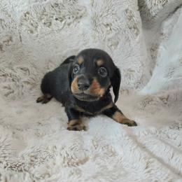 Shaggy - Black and tan male Dachshund puppy in Mulberry, Florida from J's Mini Dachshunds