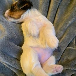 Parti Girl 3 - Parti female Yorkshire Terrier puppy in Willow Grove, Pennsylvania from Willow Grove Yorkie