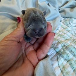 Burgandy collar - Liver female French Bulldog puppy in North Port, Florida from Shoreline Bulldogs