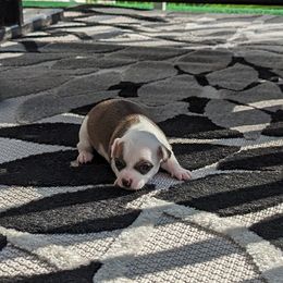 Chihuahua Puppies from Wilds Farms