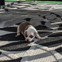 Chihuahua Puppies from Wilds Farms
