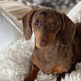 Dachshunds from De’s Doxies