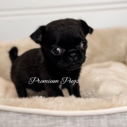 Winnie - Pug puppy from Premium Pugs