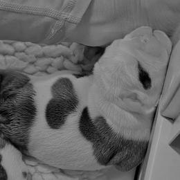 Girl 1 - female Bulldog puppy in Salina, Kansas from Big Pine Bulldogs