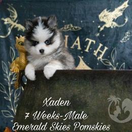 Xaden - Black and white male Pomsky puppy in Sumter, South Carolina from Emerald Skies Pomskies