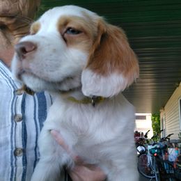 Brittany Puppies from Bear Creek Britts
