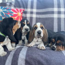 Basset Hound puppies from Porch Sittin' Hounds