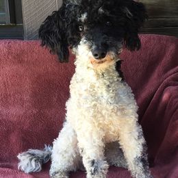 Bernedoodles, Bernese Mountain Dogs, and Norfolk Terriers from Holston Hollow Farm