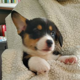 Pembroke Welsh Corgi Puppies from Patrick's Pembroke Welsh Corgis