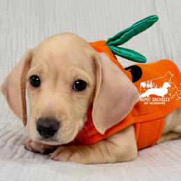 Charlie: Short Hair, Cream, Dapple, Male AKC - Cream male Dachshund puppy in South Easton, Massachusetts from Depot Dachsies