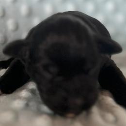 Male 1 - Black male Miniature Schnauzer puppy in Granville, Ohio from Shull Mini Schnauzers