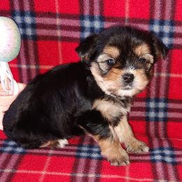 Morkies, Shorkies, Yorkipoos, and Yorkshire Terriers from Puppy Kisses