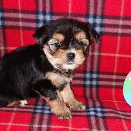 Morkies, Shorkies, Yorkipoos, and Yorkshire Terriers from Puppy Kisses