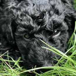 Assorted Doodle Crosses and Goldendoodle Puppies from Wake Forest Darling Doodles
