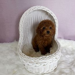 Lily(AKC) - Red  female Poodle puppy in Moreno Valley, California from Yanni's Poodle