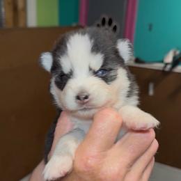 Sylvia - Black and white female Pomsky puppy in Spring Hill, Florida from PDQ Pomskies
