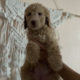 Girl 3 - Poodle puppy in Florida from Reignbow Poodles