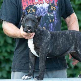Black brindle big white chest - Tiger female Perro de Presa Canario puppy in Leitchfield, Kentucky from Rey Gladiador Presa Canario