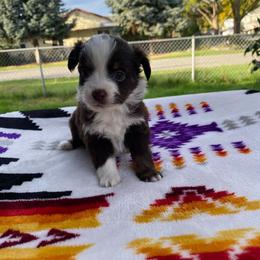 Autum - Red & white female Miniature Australian Shepherd puppy in Oroville, Washington from High Mountain Aussies