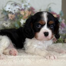 Charlie girl - Tri-color female Cavalier King Charles Spaniel puppy in Yuciapa, California from AlltheDoodlez_
