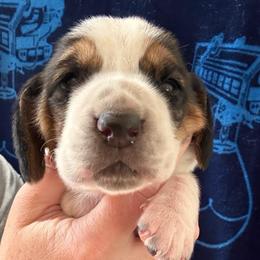 Boy 1 - Black brown and white male Basset Hound puppy in Kenansville, Florida from Fancy Hounds