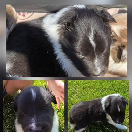 Waffles - Black and white female Shetland Sheepdog puppy in Luray, Missouri from Krayola Shelties