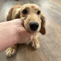 Lady - Cream female Dachshund puppy in Bowling Green, Kentucky from Dachshunds of the Valley