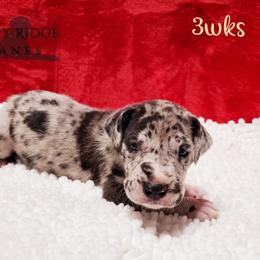 Great Dane Puppies from Windy Ridge Danes