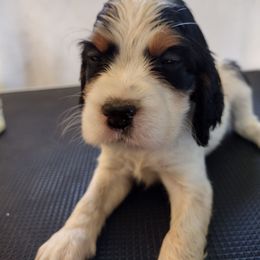 Willow - Black white and tan female English Springer Spaniel puppy in Redding, California from Springer's Journey Spaniels California