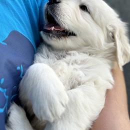 Golden Retriever and Labrador Retriever Puppies from Golden Bundles