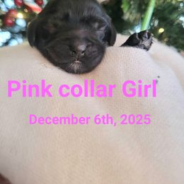 Pink girl - Black and white female Cockapoo puppy in Dayton, Ohio from There's no place like home spaniels