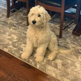 Cavapoo, Goldendoodle, and Poodle All Grown Up from Alpine Poodle and Doodle