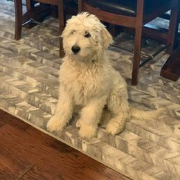 Cavapoo, Goldendoodle, and Poodle All Grown Up from Alpine Poodle and Doodle