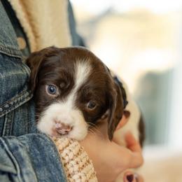 Name TBD - White and liver female English Springer Spaniel puppy in Lynchburg, Virginia from Southern Springers