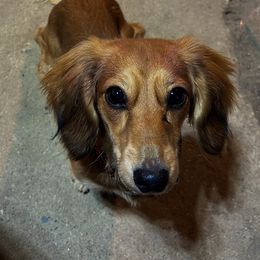 Maggie - Dachshund