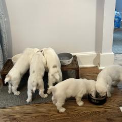 Clumber Spaniel Puppies from Wanderlust Clumber Spaniels