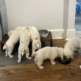 Clumber Spaniel Puppies from Wanderlust Clumber Spaniels