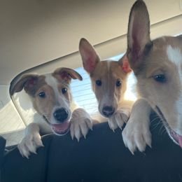 Collie Puppies from Lakeside Collies