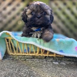 Poodle, Shichon, Shihpoo, Shih Tzu, and Shorkie Puppies from Ever After Tails