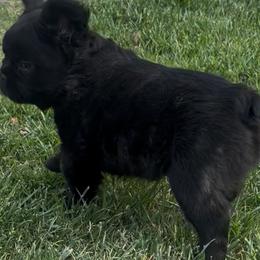 French Bulldogs from EG Bullies